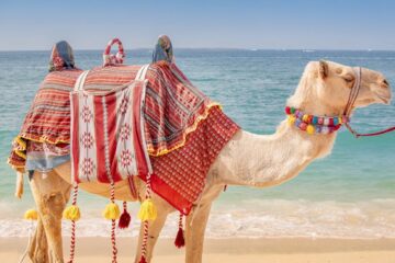 اليوم الأول من السباق الاول للهجن يسجل حضوراً واسعاً في الرياض