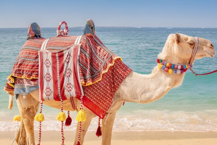 اليوم الأول من السباق الاول للهجن يسجل حضوراً واسعاً في الرياض