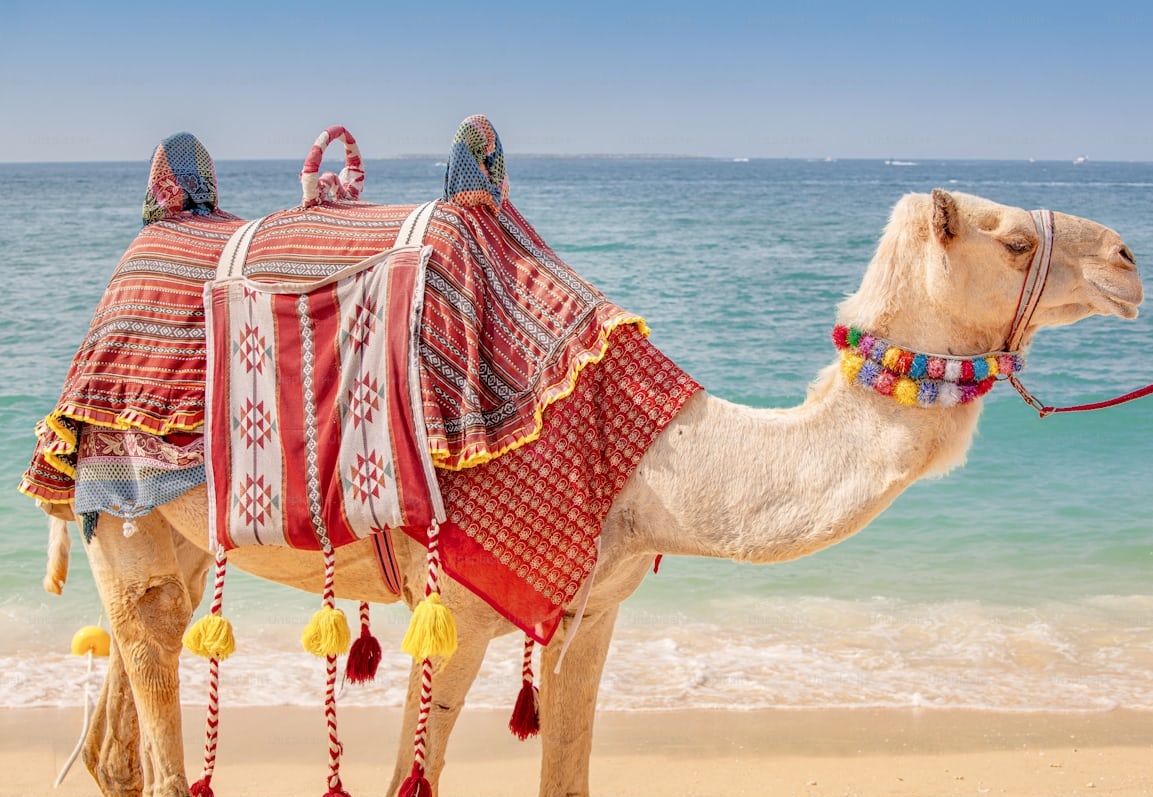 اليوم الأول من السباق الاول للهجن يسجل حضوراً واسعاً في الرياض