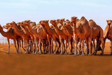 العناية بالإبل في فصل الصيف.. إليك أهم النصائح