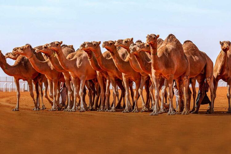 العناية بالإبل في فصل الصيف.. إليك أهم النصائح