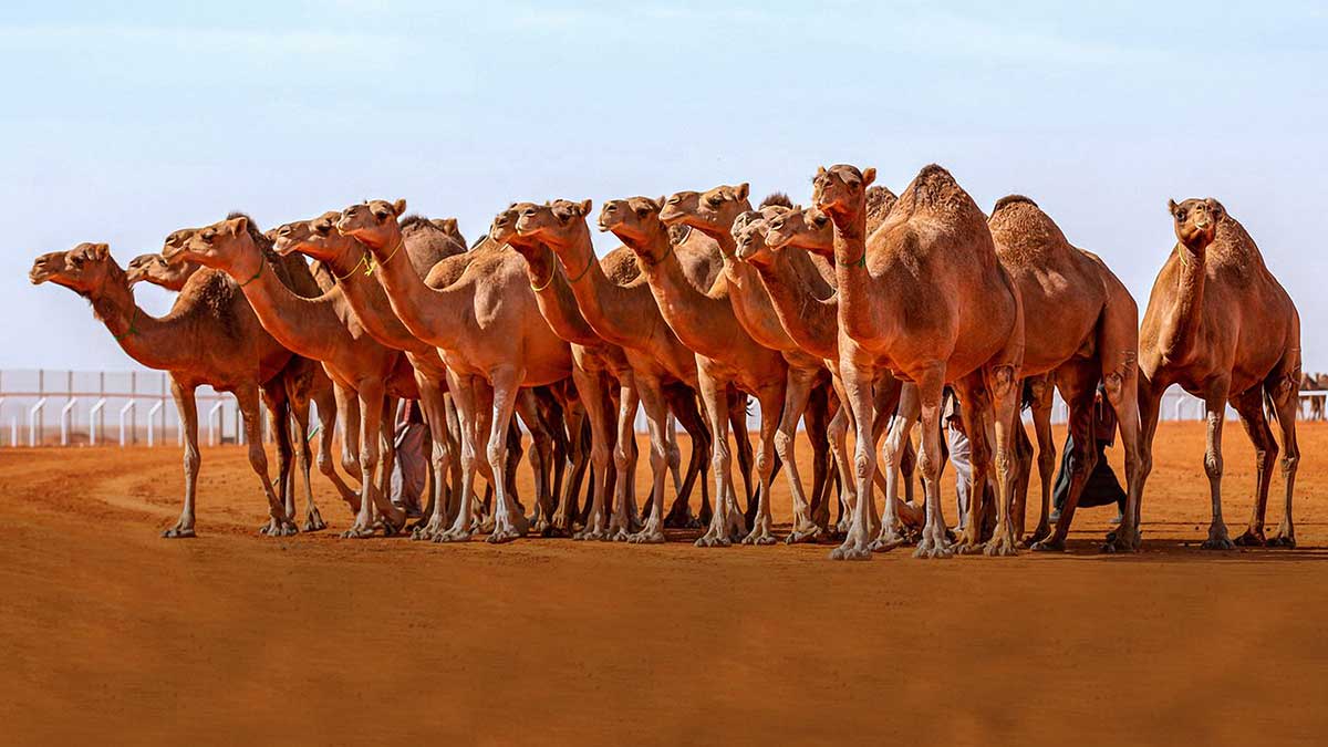 العناية بالإبل في فصل الصيف.. إليك أهم النصائح